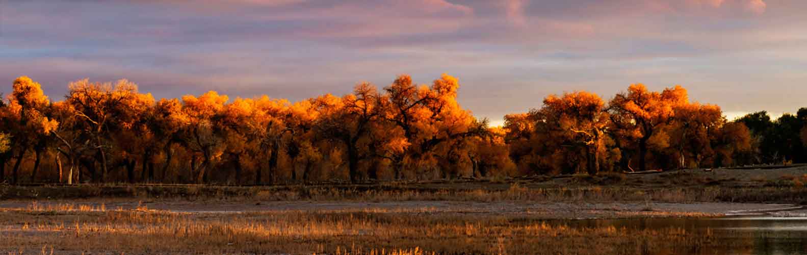 Herbst auf der Veluwe